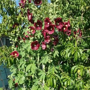 Meet your Posher, Robin